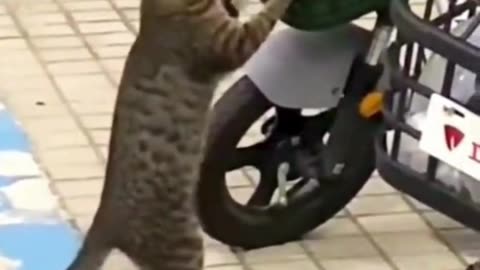 Cute Cats & Funny Cats 😍😍😅😅 #cats #reels #shorts #viral #pets #cat