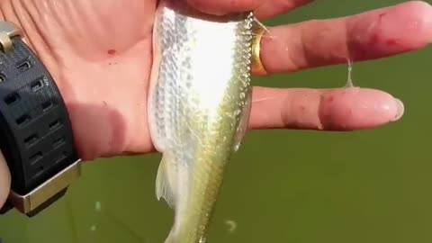 Fishing under the bridge is very comfortable