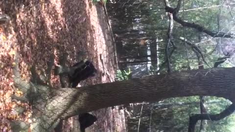 Chimp running around with hands in the air