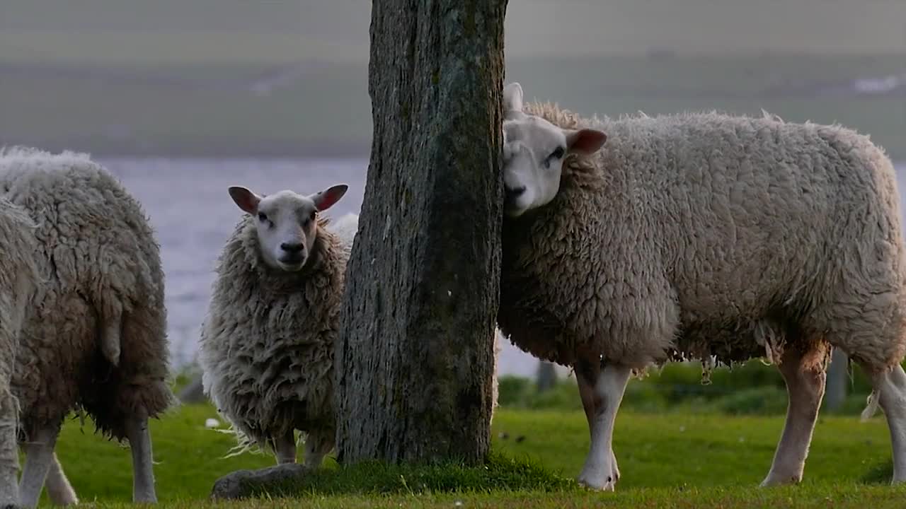 Herd of Sheep Playing and Relaxing