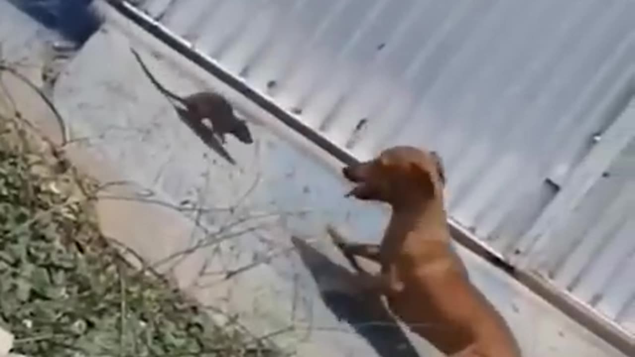 Animal funny 😂 video