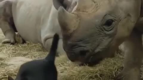 Affectionate cat and rhino