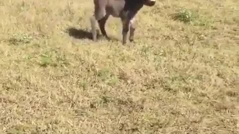 donkey baby