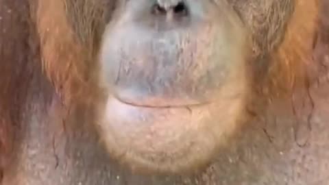 Monkey funny