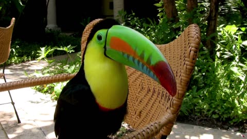 Colorful toucan