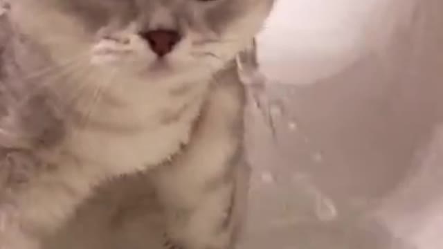 Watch this cute little cat.