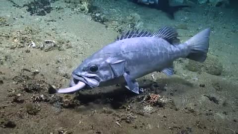 Deep Sea Researchers Stunned When They Film A Grouper Swallowing A Shark Whole