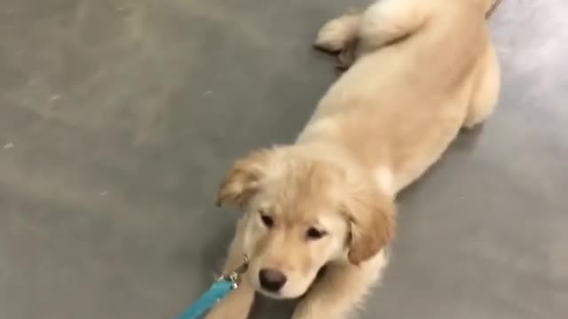 Stubborn puppy forced to be dragged during walk