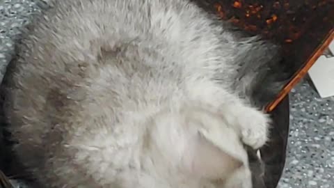 The baby cat who used my hat like home