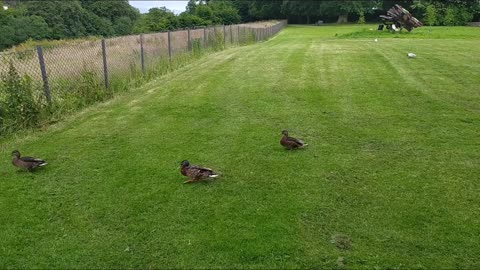 Funny walking ducks