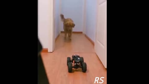 Dogs and Cats Funny and Cute Reaction to Toys Part 5
