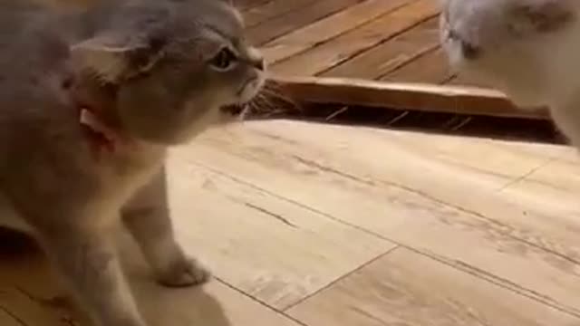 these cats are com-MEOW-nicating