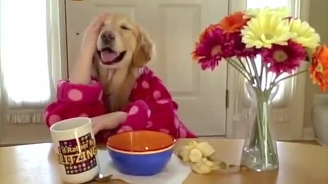 Funny Dogs - A Funny Dog Videos Compilation 2021