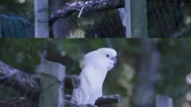 Dancing white parrot