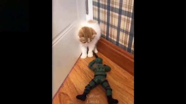Adorable cat is terrified of moving toy but has nowhere to go