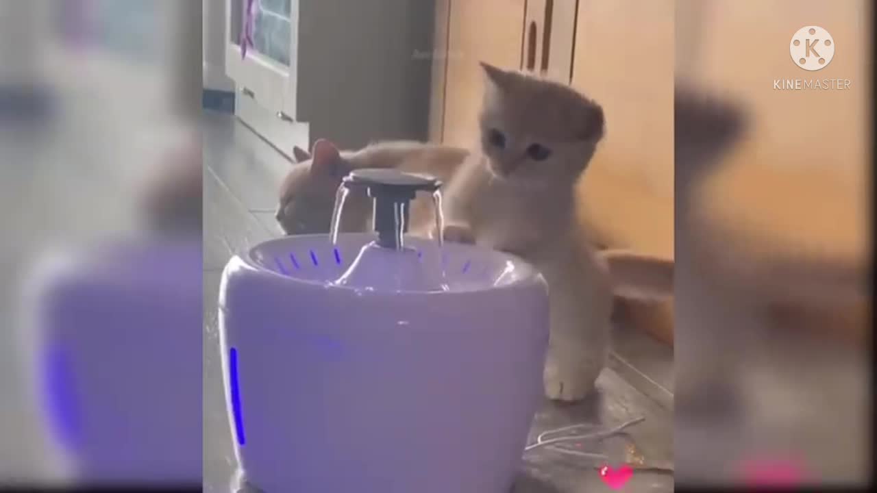 cute cat homemade are water playing