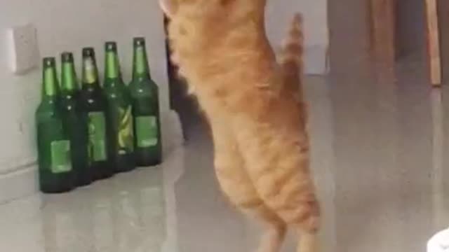 Animals owns the dancing floor😂
