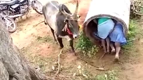 Cow funny video