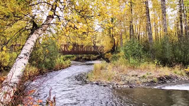 Autumn Babbling Brook & Bird Sounds | 6HR Sleep Study Relax Nature Sound