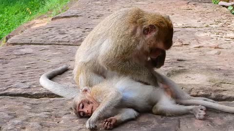 Monkeys Relax during the day