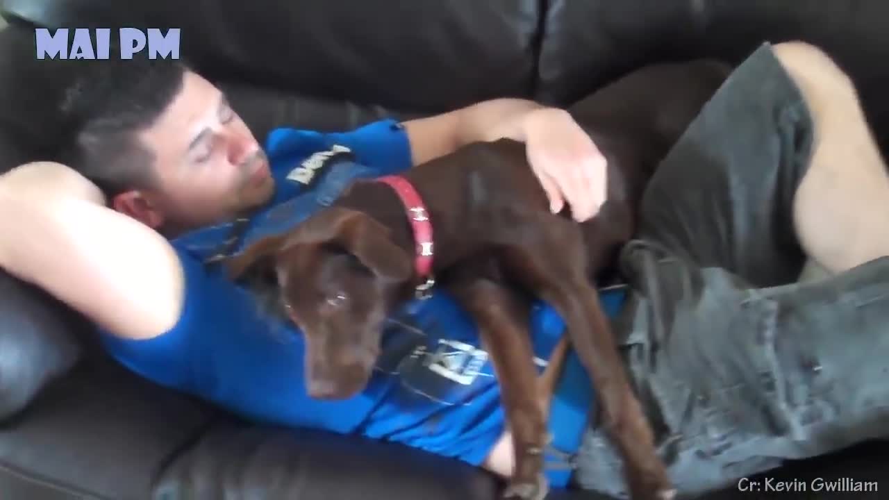 What greater gift than love of a Dog - Cute dog showing love to owner videos