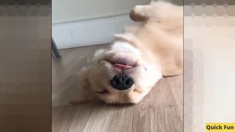 Golden Retrievers Funny Video