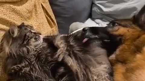 sleepy dog and cat