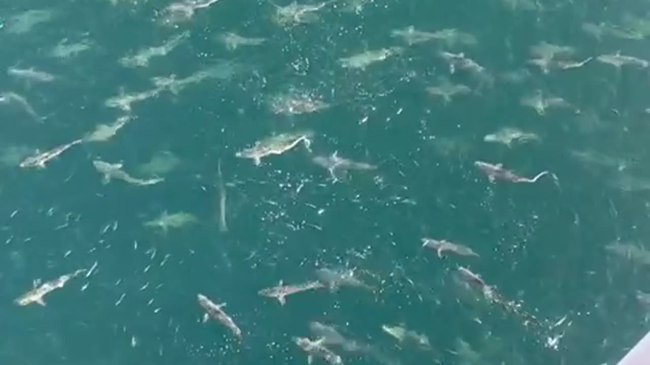 Sizeable Shiver of Sharks Spotted From an Oil Rig