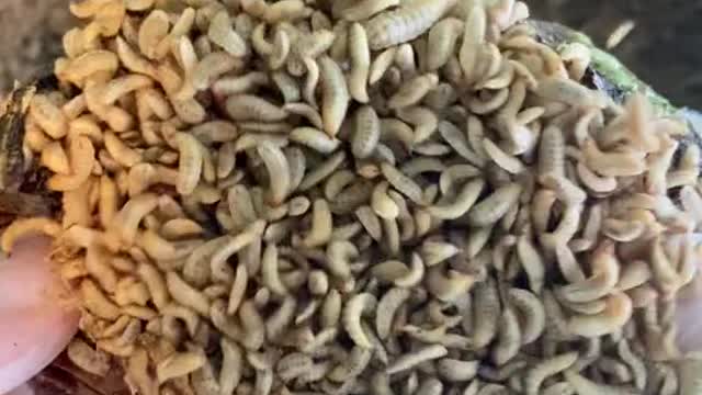 New food