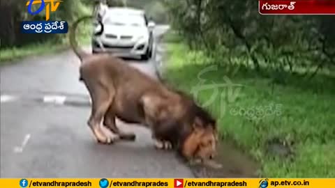 thursty lion drinks eater