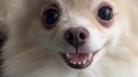 cute pomeranian