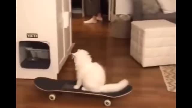 Funniest Cats 😹 - Don't try to hold back Laughter 😂 - Funny Cats Life (29)