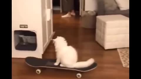 Funniest Cats 😹 - Don't try to hold back Laughter 😂 - Funny Cats Life (29)
