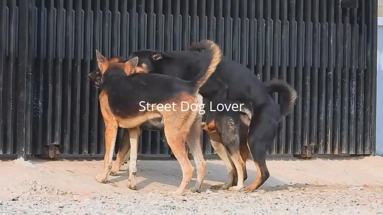 Awesome Village Dogs Breeding In Street - Animal Mating Friend - Street Dog Lover