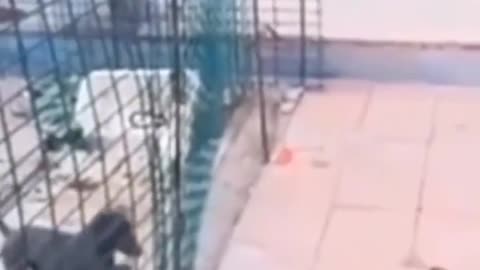 #Funny#Animals#Video#