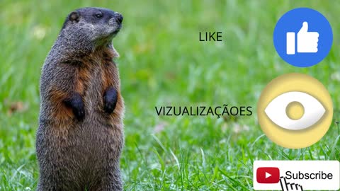 VIZUALIZAÇÃO AUTOMATICA RUMBLE E YOUTUBE