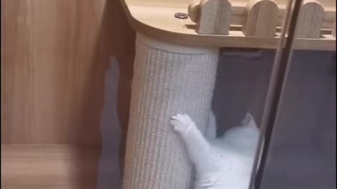 My naughty cat