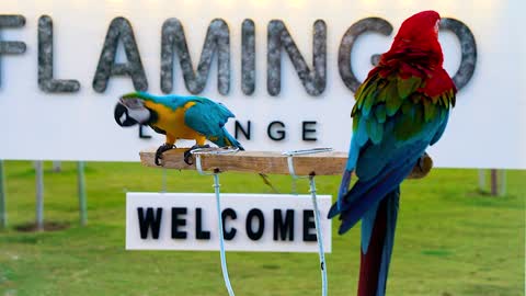 parrots perched on a piece of wood