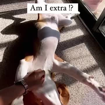 Dog Enjoys Belly Rubs⭐Funniest dog moments ever ⭐