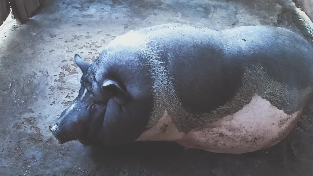 The mother pig is about to give birth