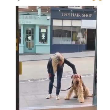 Airedales like their routines.