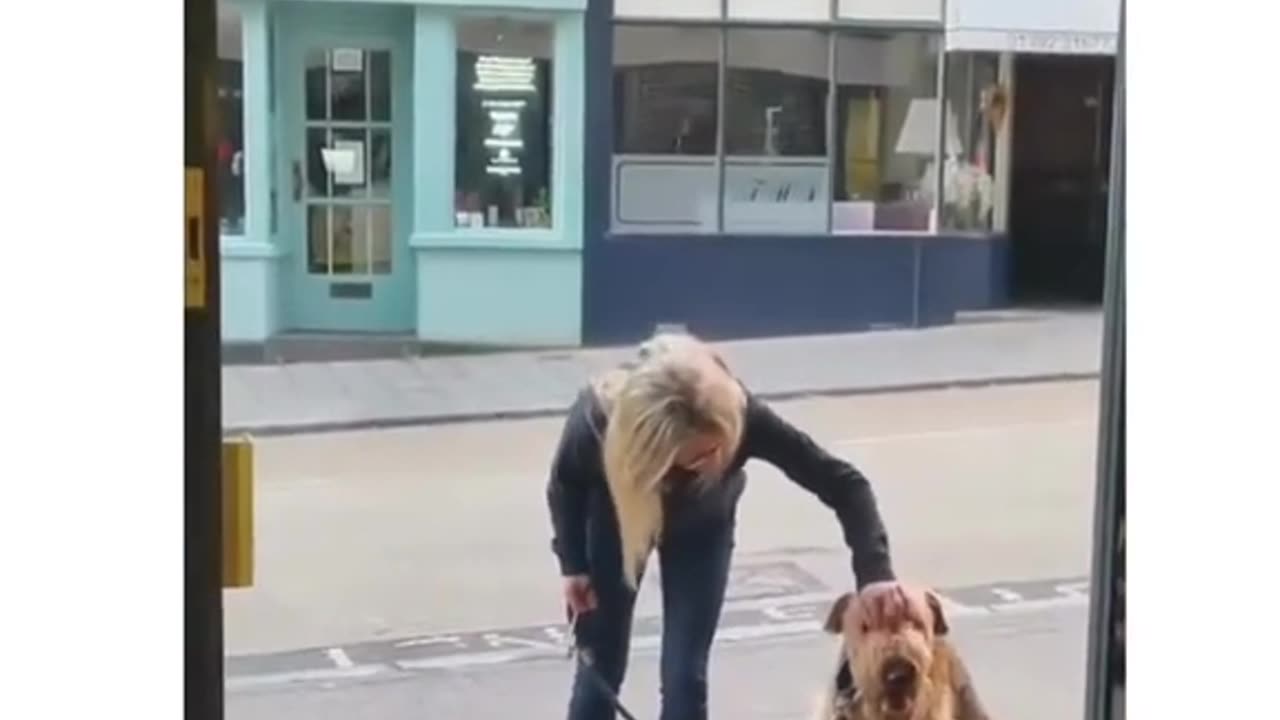 Airedales like their routines.