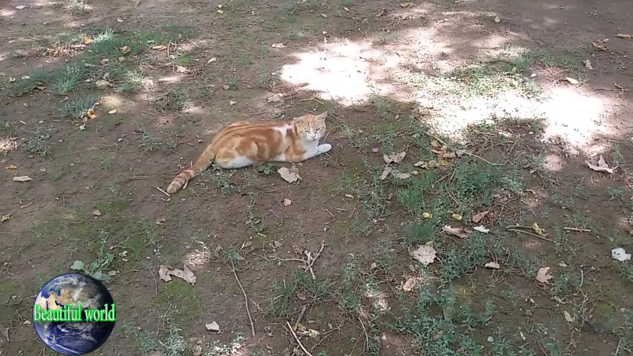 The cat is resting | funny cat | Playful cat | cats | most popular cat video | popular cat video