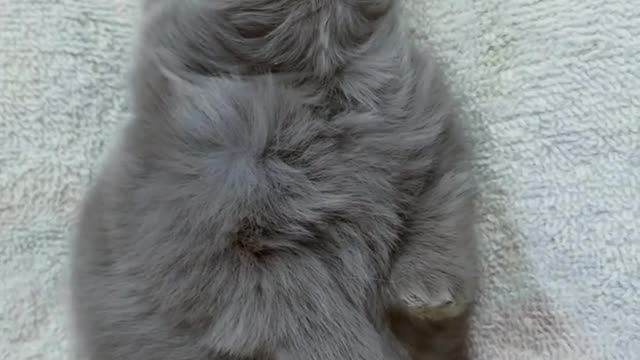 Precious Baby Bunny Rabbit Will Totally Melt Your Heart