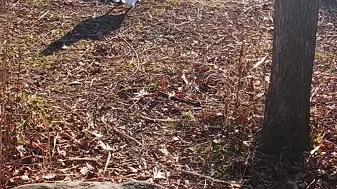 Swans kissena park