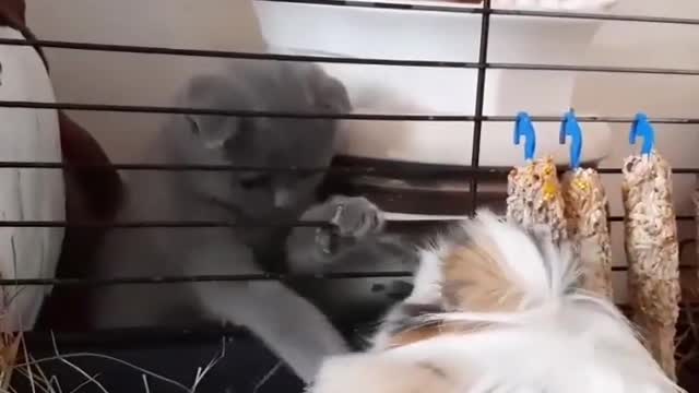 Russian blue kitty teasing his brother cat