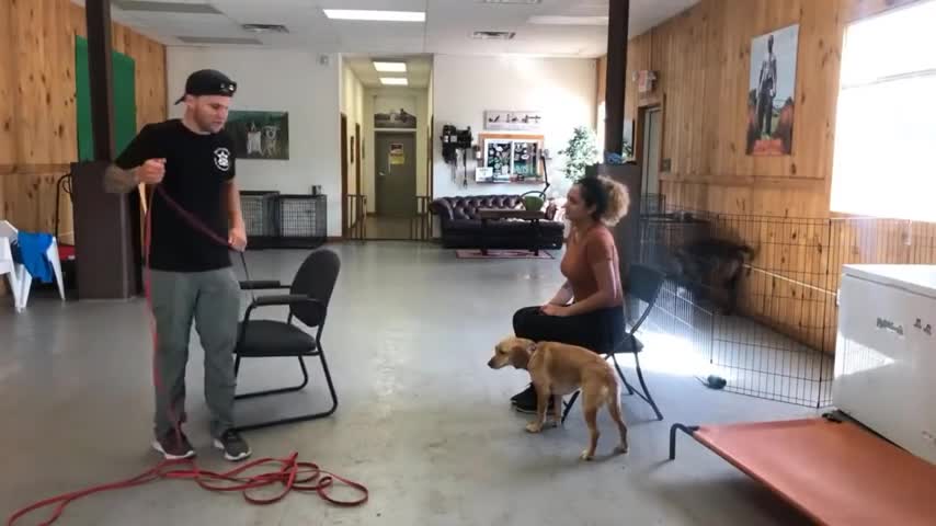 How to teach a dog basic tricks | Leash reactive dog training Dog reactivity training