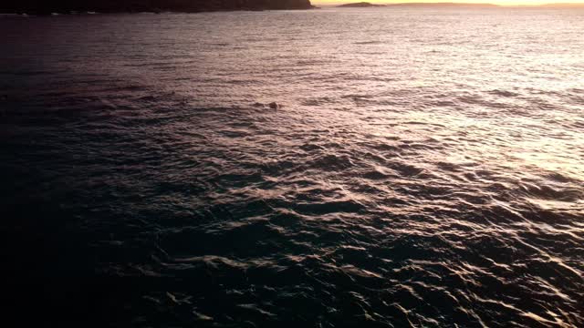 Dophin Pod cruising in Shallow Water in Western Australia