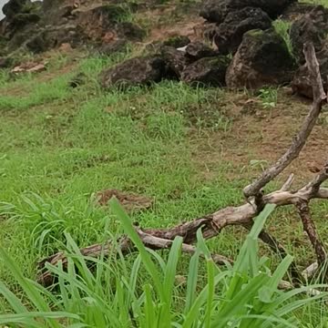 Grass behind it is a twig and rocks | Multiple Natural Colors