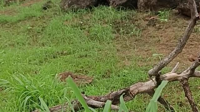 Grass behind it is a twig and rocks | Multiple Natural Colors